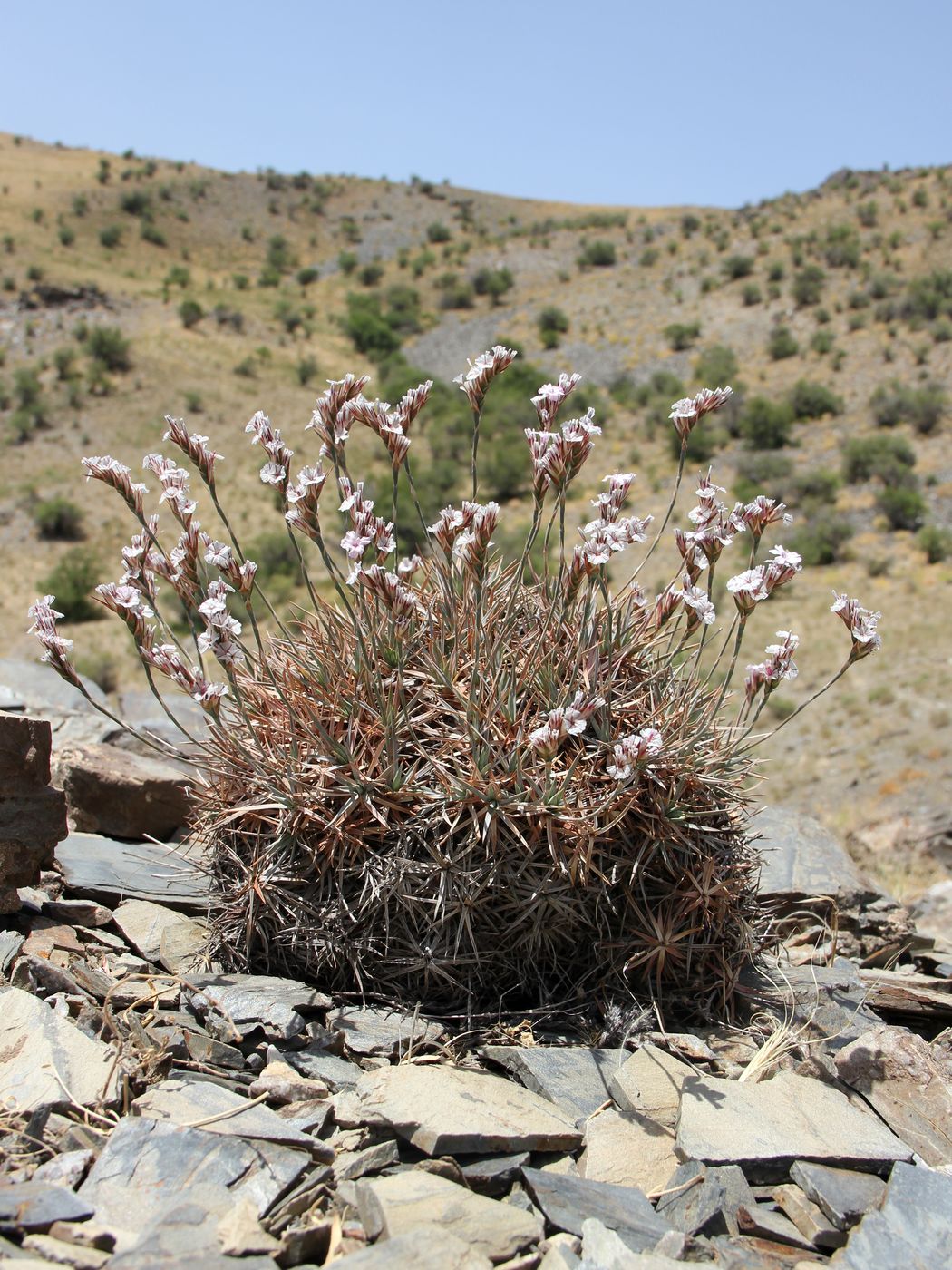 Image of Acantholimon tataricum specimen.