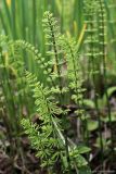 Equisetum pratense