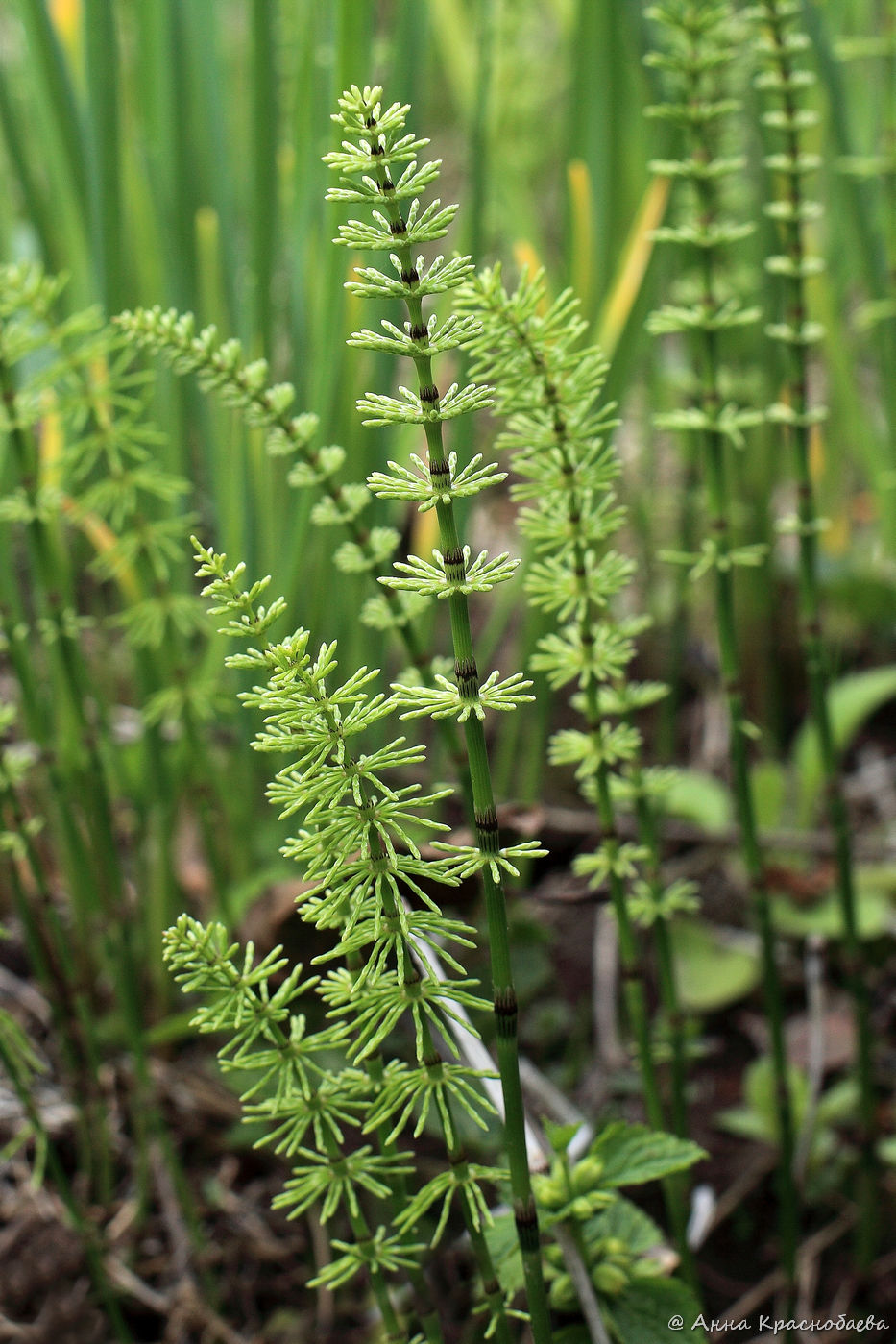 Image of Equisetum pratense specimen.