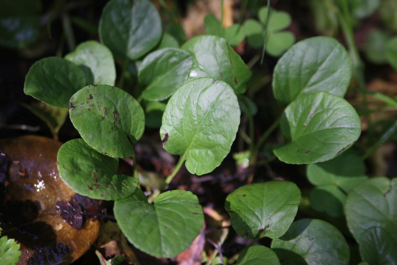 Image of genus Pyrola specimen.