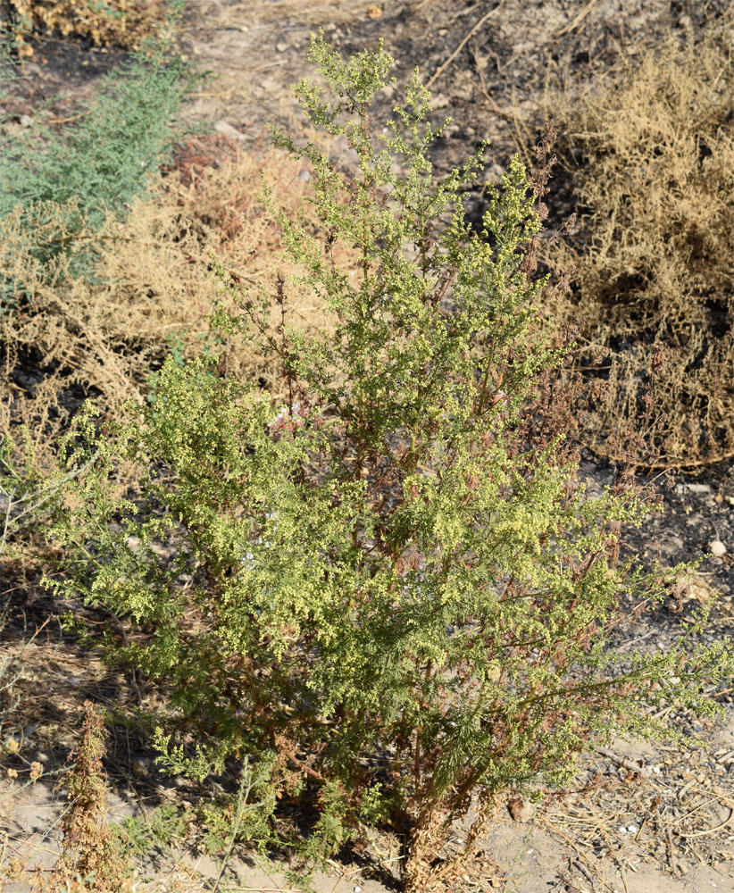 Изображение особи Artemisia annua.