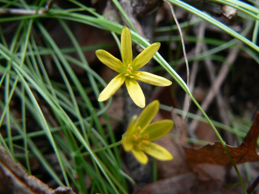 Image of Gagea terraccianoana specimen.