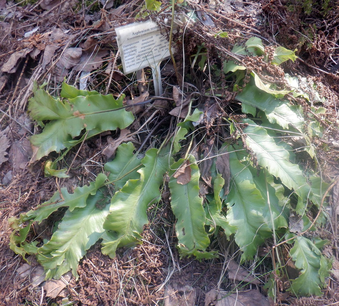 Image of Phyllitis scolopendrium specimen.