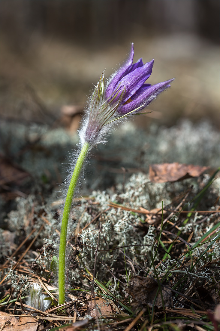 Изображение особи Pulsatilla patens.