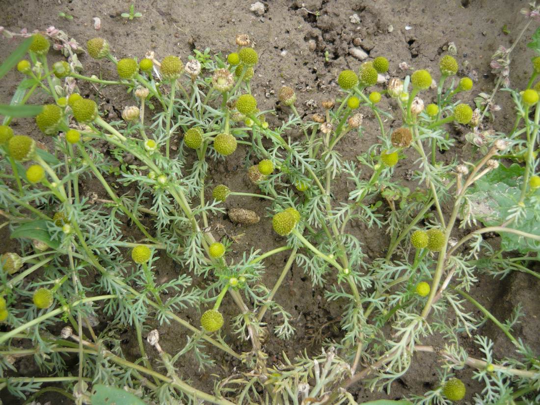 Image of Matricaria discoidea specimen.