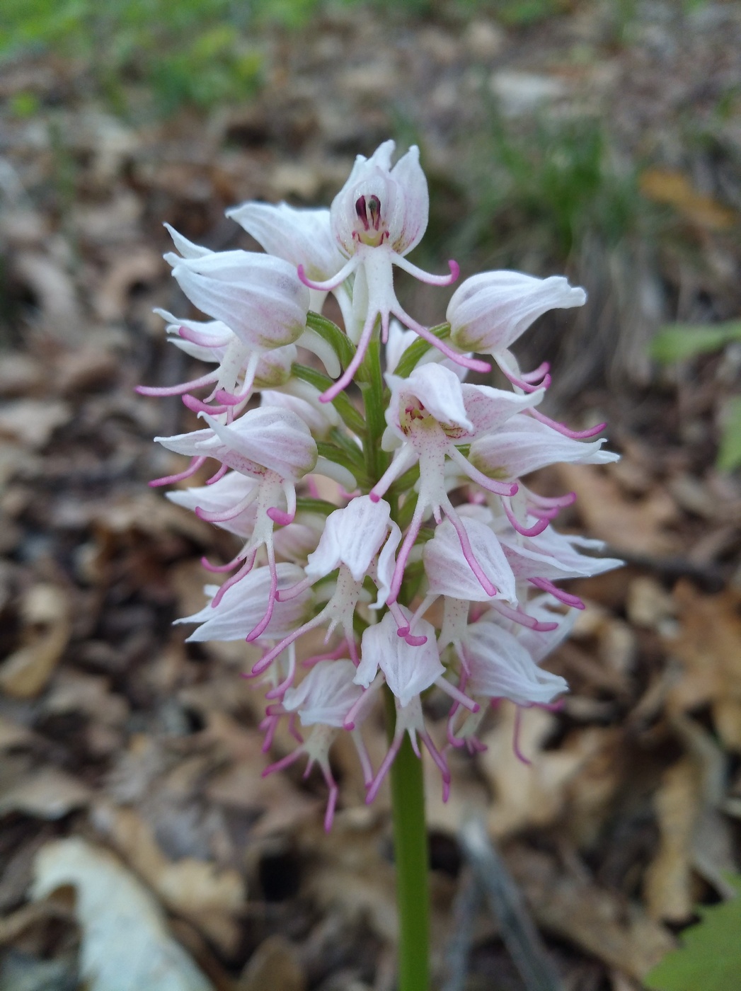 Image of Orchis simia specimen.