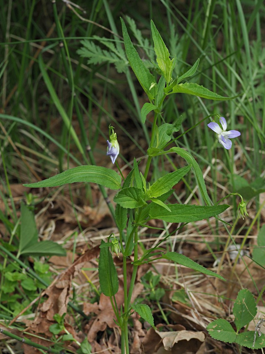 Image of Viola elatior specimen.