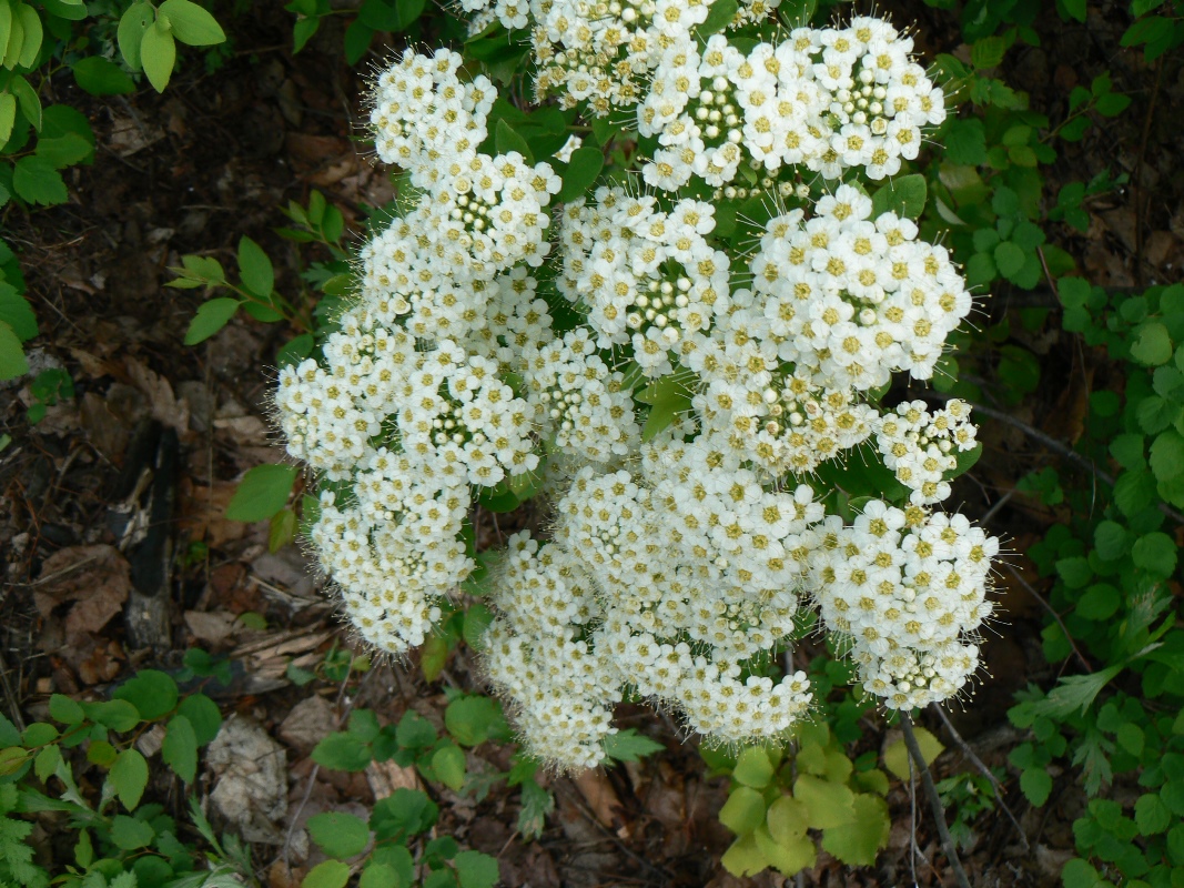 Изображение особи Spiraea ussuriensis.