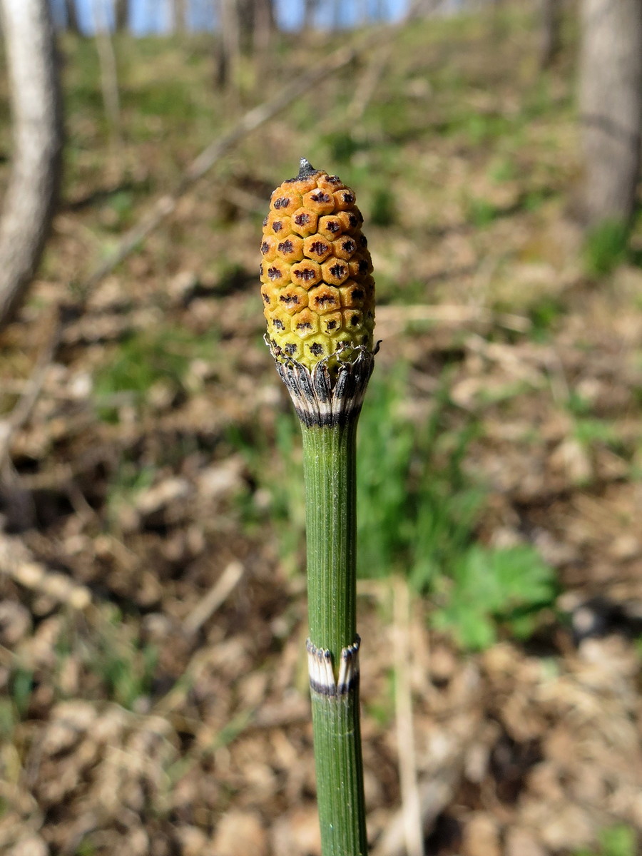 Изображение особи Equisetum hyemale.