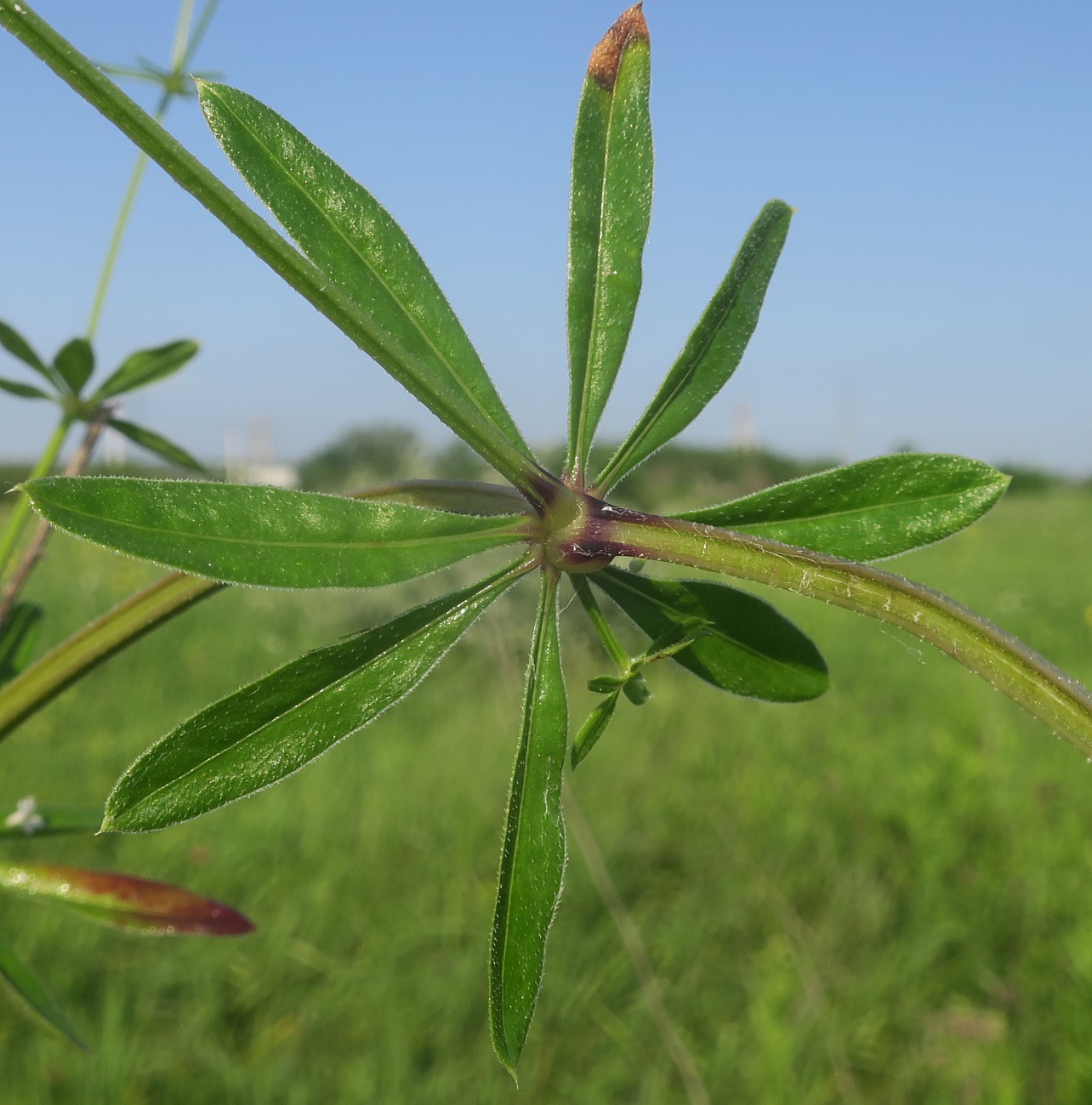 Image of Galium pseudorivale specimen.