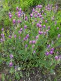 Astragalus onobrychis