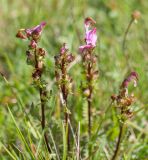 Pedicularis nordmanniana