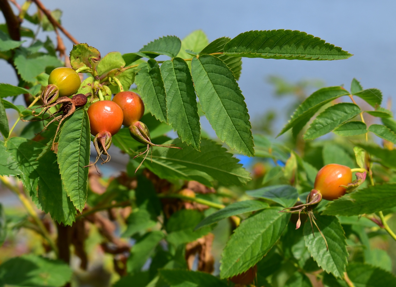 Image of genus Rosa specimen.