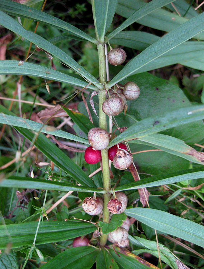 Изображение особи Polygonatum verticillatum.