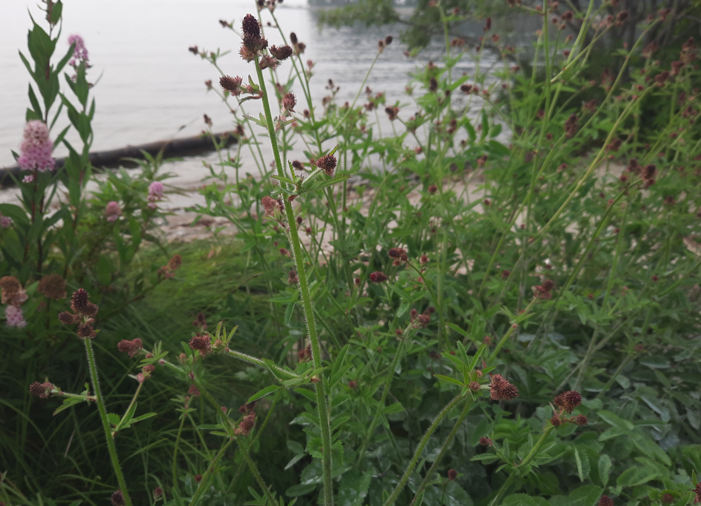 Изображение особи Sanguisorba officinalis.