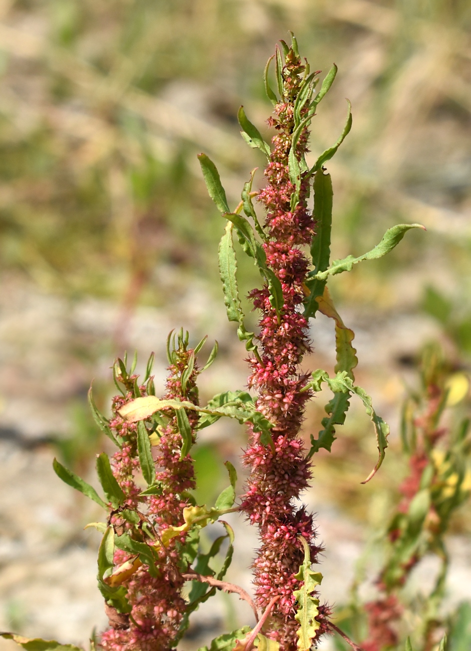 Изображение особи Rumex maritimus.