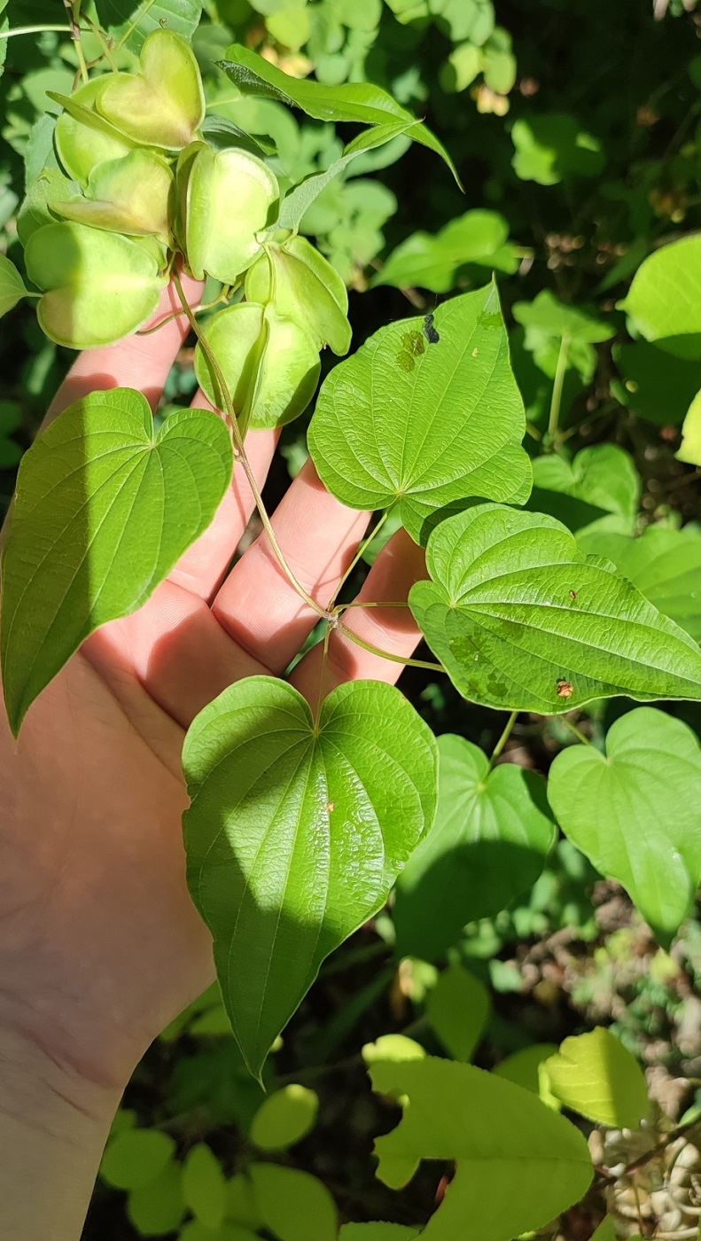 Image of Dioscorea caucasica specimen.