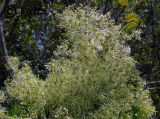 Clematis vitalba