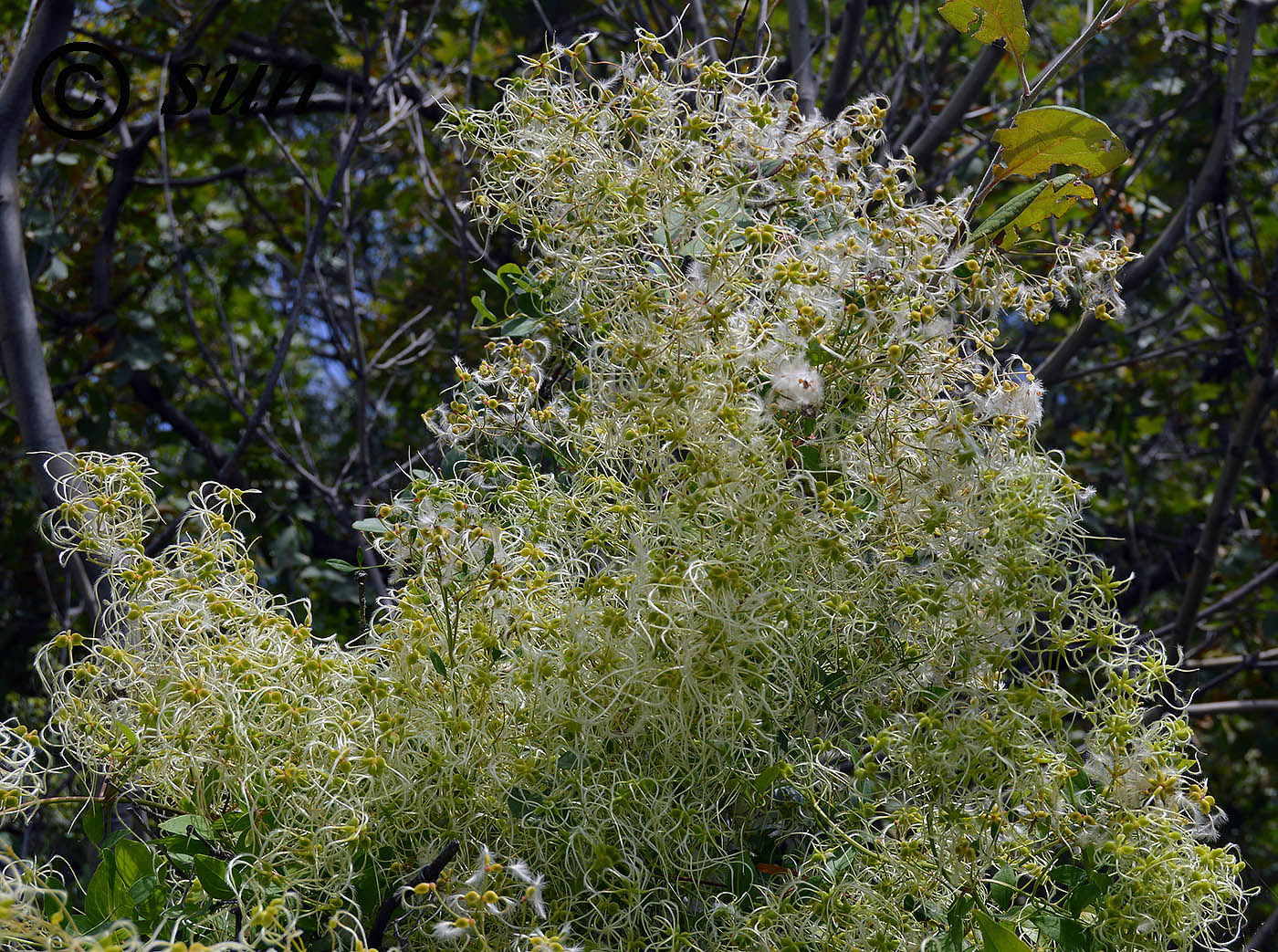 Image of Clematis vitalba specimen.