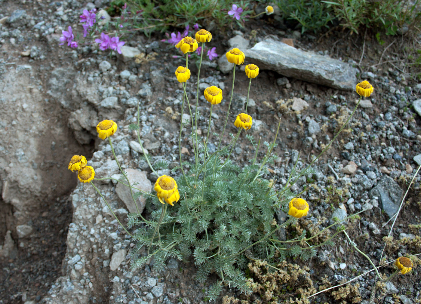 Изображение особи Anthemis marschalliana ssp. pectinata.