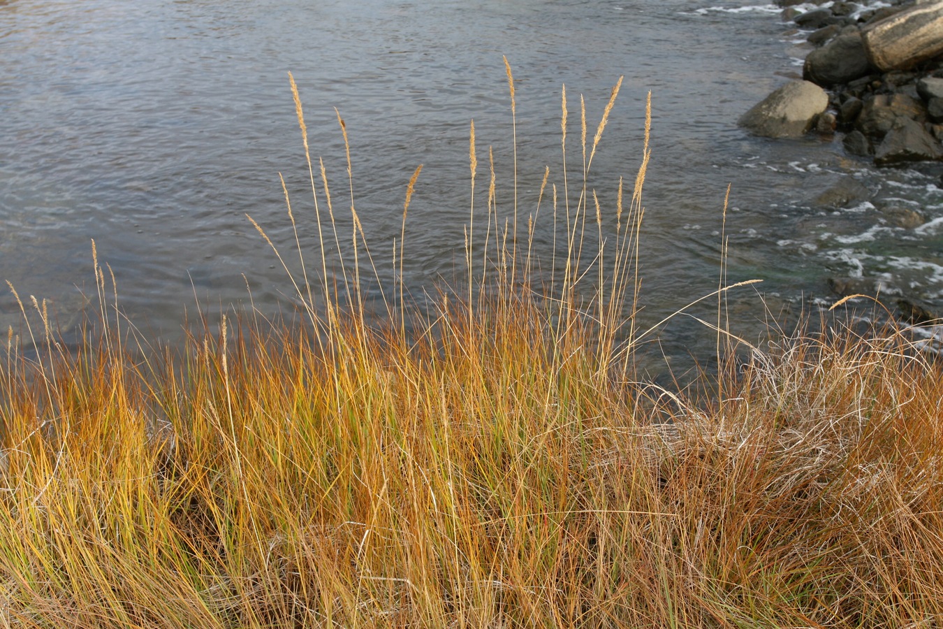 Image of Calamagrostis neglecta specimen.