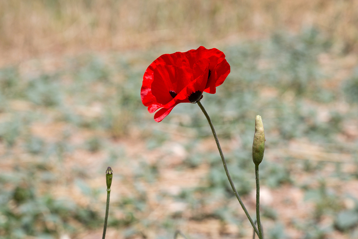 Изображение особи род Papaver.