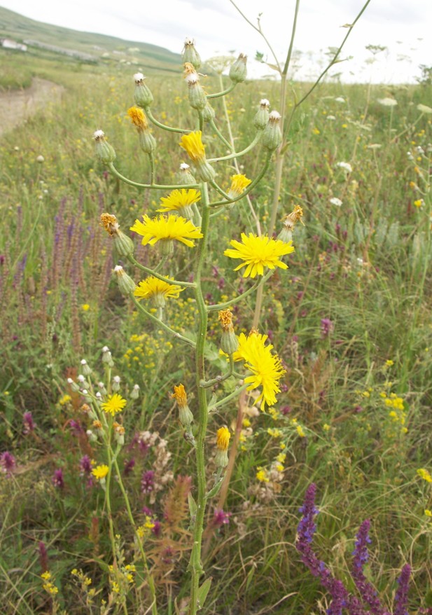 Изображение особи Crepis pannonica.