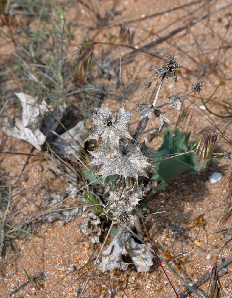 Изображение особи Eryngium maritimum.