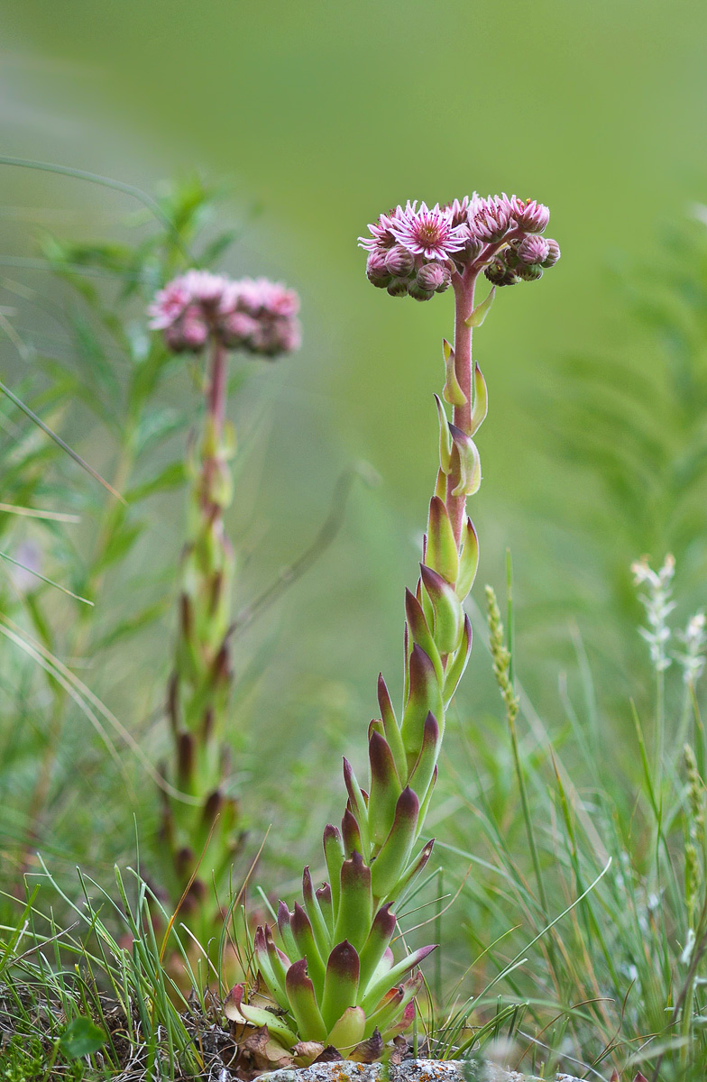 Image of Sempervivum caucasicum specimen.