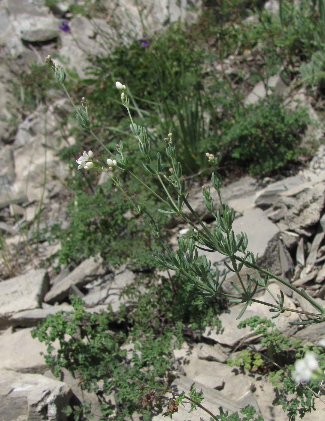 Изображение особи Galium biebersteinii.