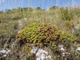 Sedum spurium. Плодоносящее растение. Краснодарский край, Мостовской р-н, окр. пгт Псебай, хр. Герпегем, ≈ 900 м н.у.м., горный луг, гипсовое обнажение. 19.08.2021.