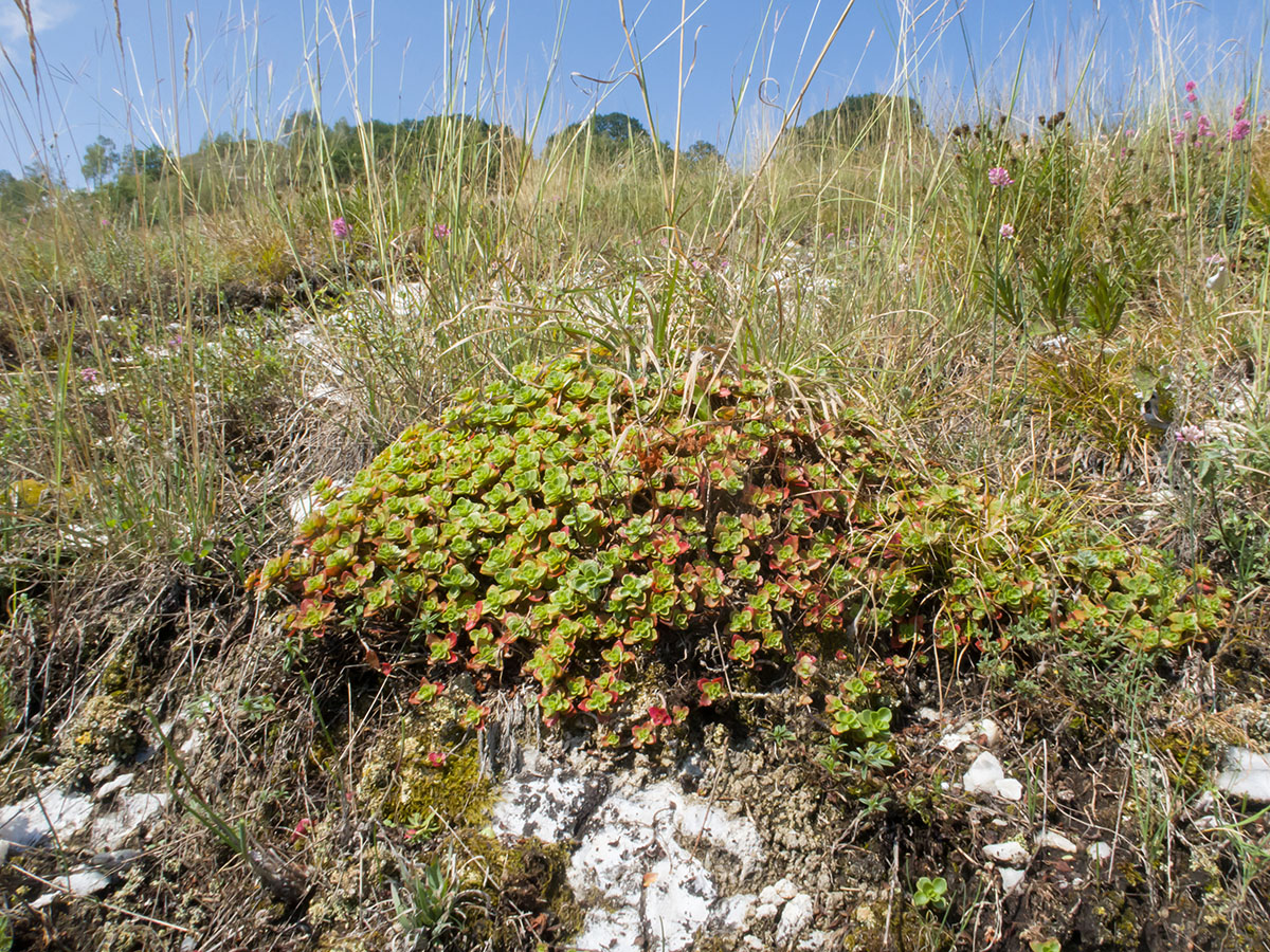 Image of Sedum spurium specimen.