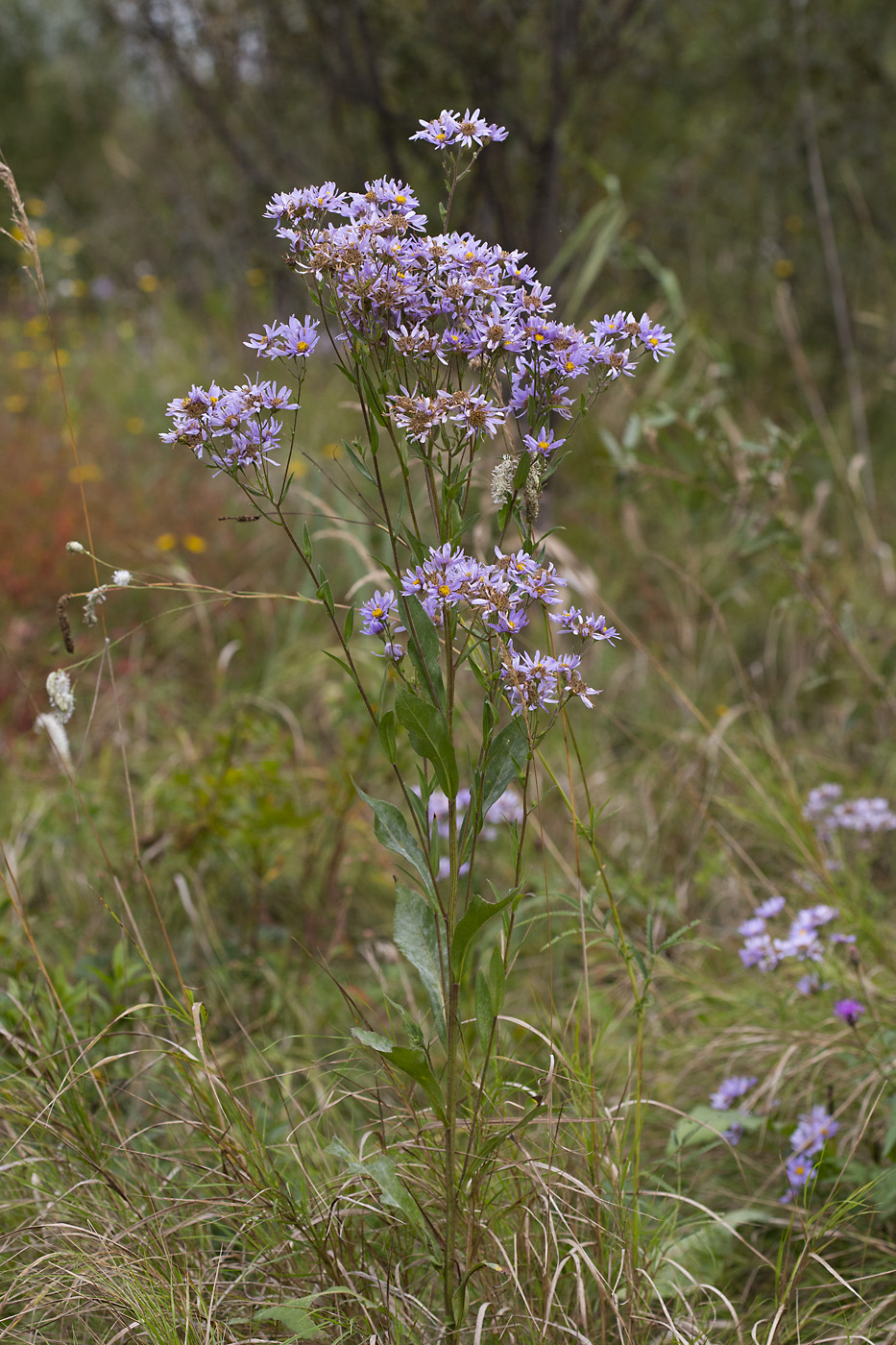 Image of Aster tataricus specimen.