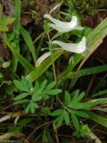 Corydalis angustifolia. Цветущее растение. Азербайджан, Гахский р-н, с. Илису. 19.04.2010.