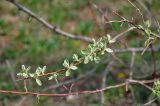 Elaeagnus angustifolia. Верхушка ветви с молодыми листьями. Астраханская обл., Лиманский р-н, окр. пос. Басинск, берег ильменя Корожий, роща Elaeagnus angustifolia. 23.04.2021.