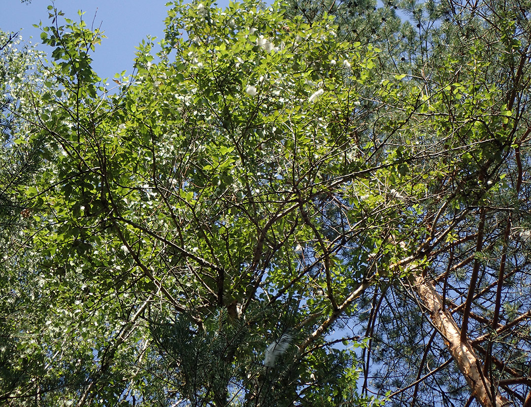 Image of Populus suaveolens specimen.