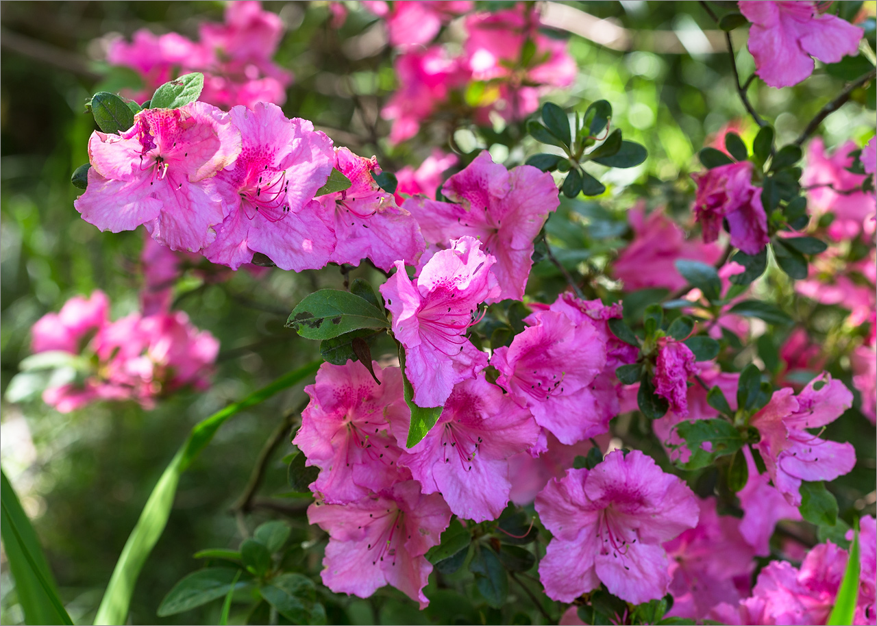 Изображение особи Rhododendron simsii.