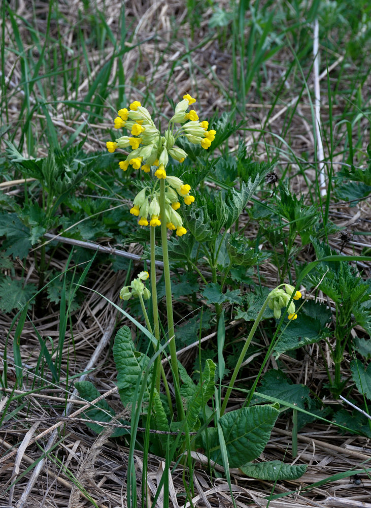 Image of Primula veris specimen.