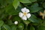 Mespilus germanica