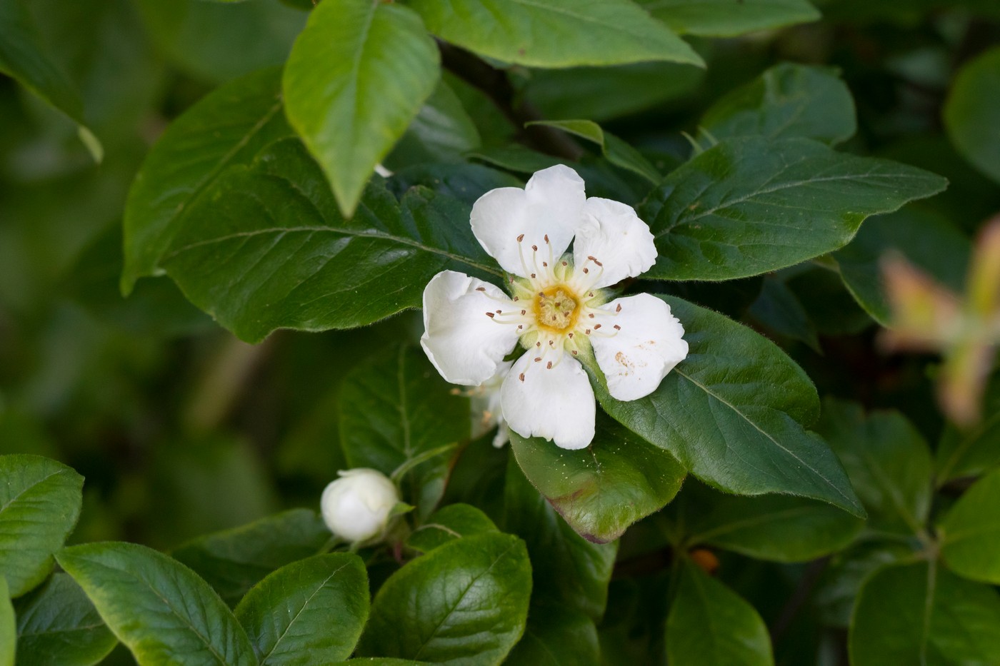 Image of Mespilus germanica specimen.