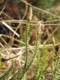 Lycopodium annotinum. Побег с прошлогодними стробилами. Магаданская обл., окр. г. Магадан, побережье бухты Гертнера, в березняке южного склона. 04.05.2019.