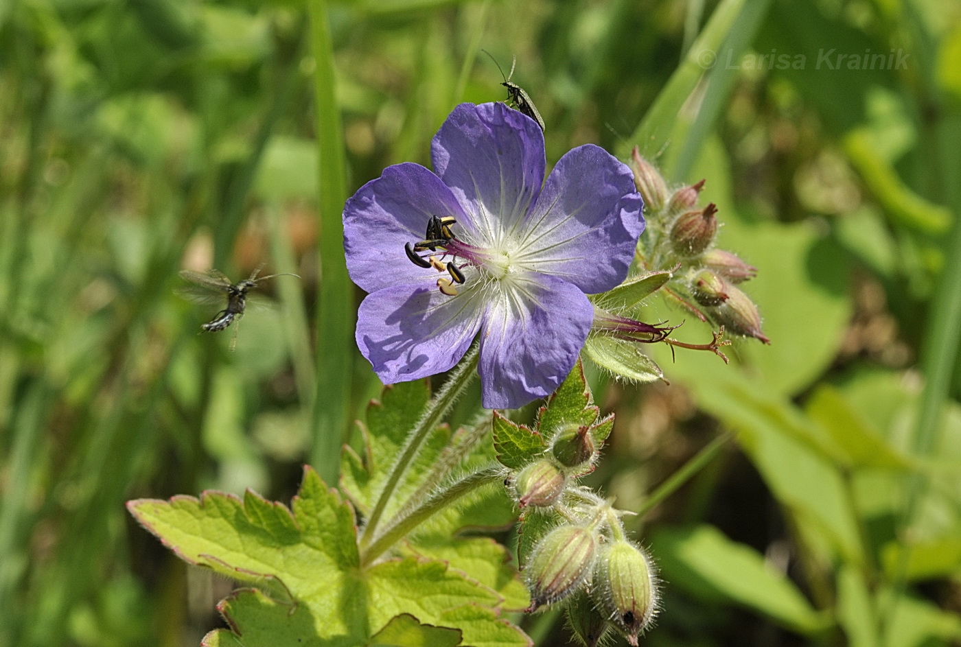 Image of Geranium platyanthum specimen.