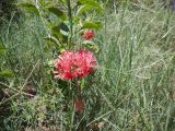 Hibiscus schizopetalus