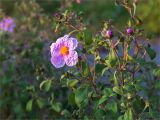 Cistus tauricus