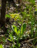 Primula macrocalyx. Цветущее растение. Республика Башкортостан, Хайбуллинский р-н, Антинганский сельсовет, окр. дер. Янтышево, долина р. Сакмара, разреженный березняк. 2 мая 2022 г.