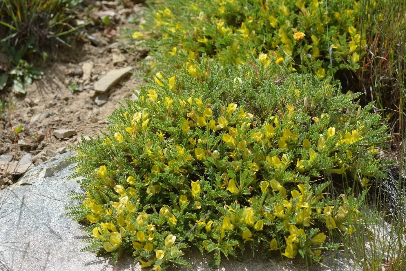 Изображение особи Astragalus lasiosemius.