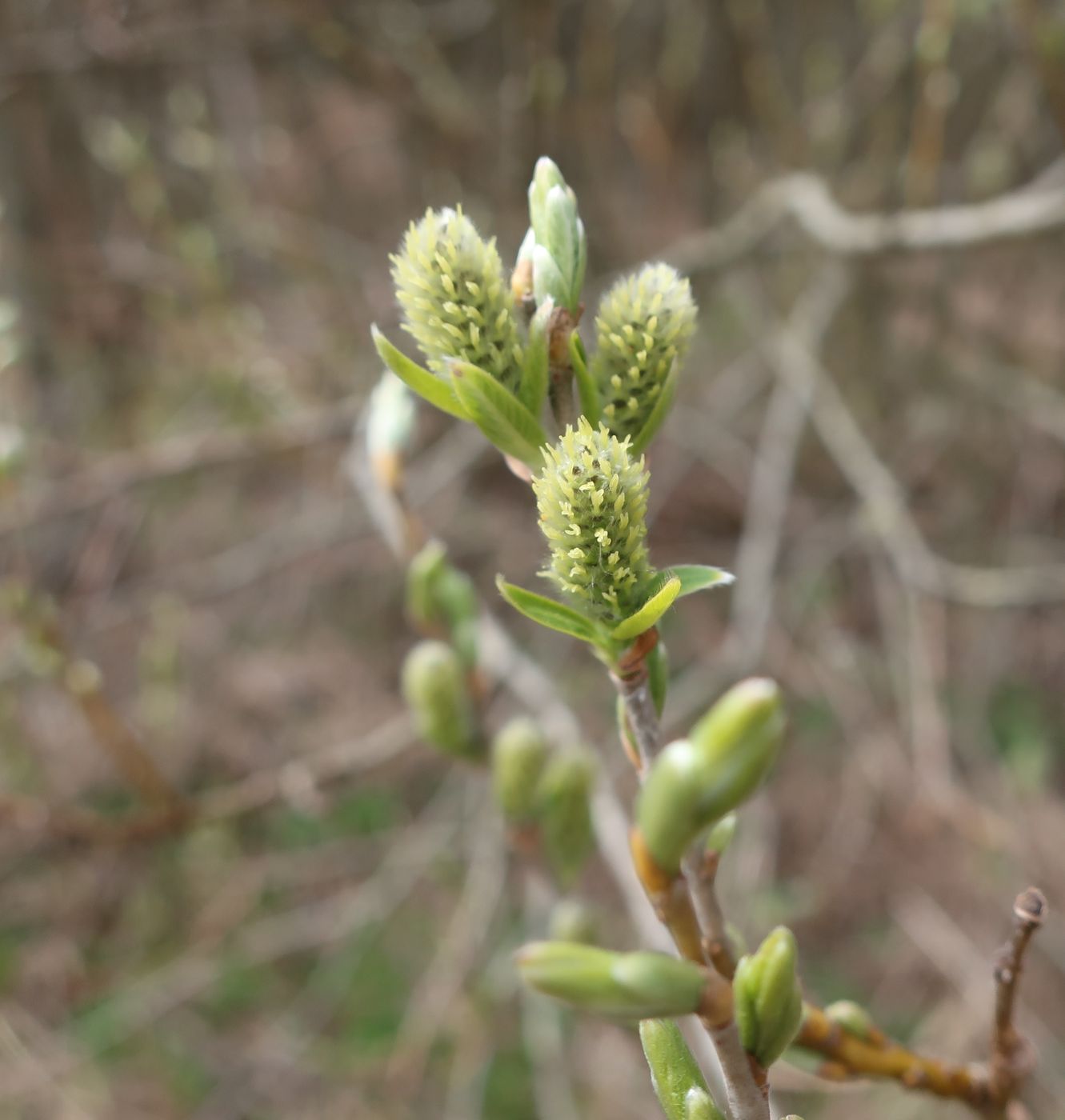 Image of Salix viminalis specimen.