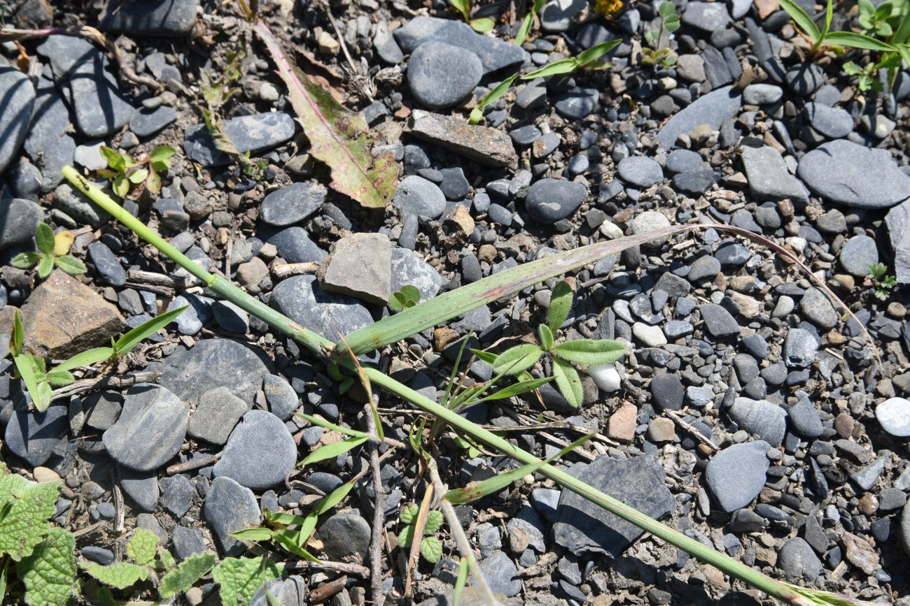 Изображение особи род Calamagrostis.