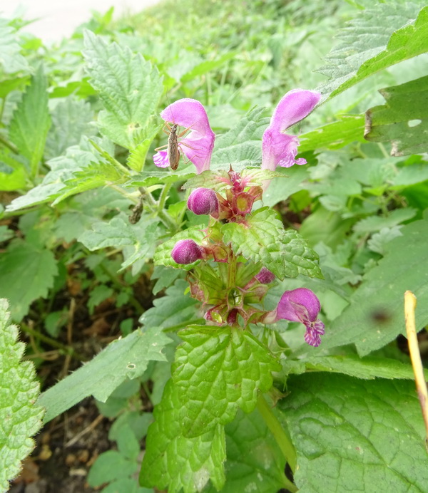 Image of Lamium maculatum specimen.