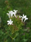 Valeriana alpestris